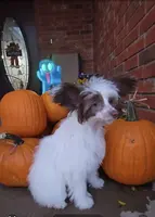 Daisy Long Star Angel, a female Chinese Crested for sale in Amarillo, TX – Photo 5 of 10