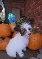 Daisy Long Star Angel, a female Chinese Crested for sale in Amarillo, TX – Photo 1 of 10