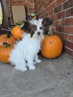 Daisy Long Star Angel, a female Chinese Crested for sale in Amarillo, TX – Photo 10 of 10
