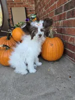 Daisy Long Star Angel, a female Chinese Crested for sale in Amarillo, TX – Photo 7 of 10
