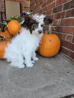 Daisy Long Star Angel, a female Chinese Crested for sale in Amarillo, TX – Photo 8 of 10