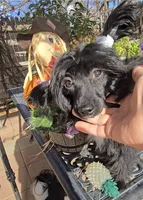 Camilla Long Star Angel, a female Chinese Crested for sale in Amarillo, TX – Photo 3 of 9