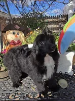 Camilla Long Star Angel, a female Chinese Crested for sale in Amarillo, TX – Photo 1 of 9