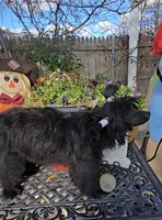 Camilla Long Star Angel, a female Chinese Crested for sale in Amarillo, TX – Photo 4 of 9