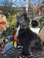 Camilla Long Star Angel, a female Chinese Crested for sale in Amarillo, TX – Photo 7 of 9