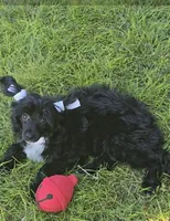 Camilla Long Star Angel, a female Chinese Crested for sale in Amarillo, TX – Photo 2 of 9