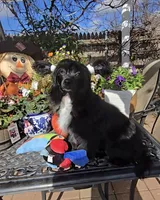 Camilla Long Star Angel, a female Chinese Crested for sale in Amarillo, TX – Photo 5 of 9