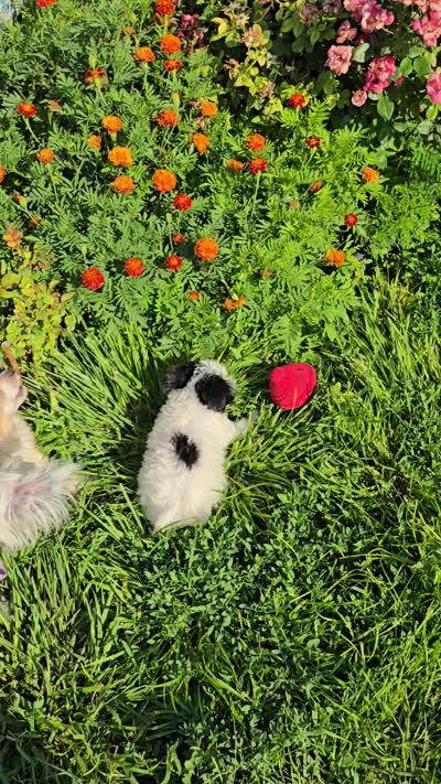 Hannah Long Star Angel , a female Chinese Crested for sale in Amarillo, TX – 3 of 5