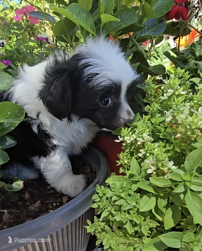 Indigo Long Star Angel  – Chinese Crested puppy for sale in Amarillo, TX