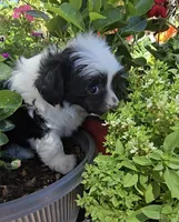 Indigo Long Star Angel , a male Chinese Crested for sale in Amarillo, TX – 1 of 6