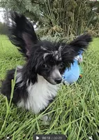 Holly Long Star Angel , a female Chinese Crested for sale in Amarillo, TX – 4 of 6