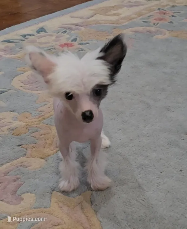 Greyson Long Star Angel  – Chinese Crested puppy for sale in Amarillo, TX