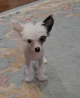 Greyson Long Star Angel , a male Chinese Crested for sale in Amarillo, TX – Photo 1 of 4
