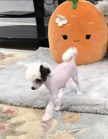 Greyson Long Star Angel , a male Chinese Crested for sale in Amarillo, TX – Photo 3 of 4