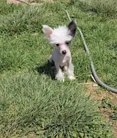 Greyson Long Star Angel , a male Chinese Crested for sale in Amarillo, TX – Photo 2 of 4