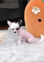 Greyson Long Star Angel , a male Chinese Crested for sale in Amarillo, TX – Photo 4 of 4