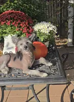 Aaron Long Star Angel, a male Chinese Crested for sale in Amarillo, TX – Photo 2 of 10