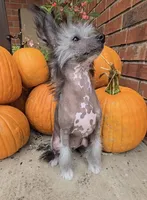 Aaron Long Star Angel, a male Chinese Crested for sale in Amarillo, TX – Photo 6 of 10