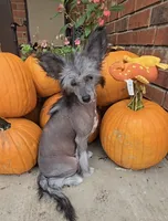 Aaron Long Star Angel, a male Chinese Crested for sale in Amarillo, TX – Photo 7 of 10