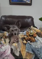 Aaron Long Star Angel, a male Chinese Crested for sale in Amarillo, TX – Photo 9 of 10