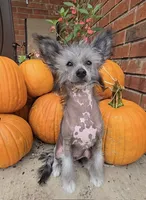 Aaron Long Star Angel, a male Chinese Crested for sale in Amarillo, TX – Photo 5 of 10
