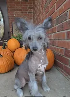 Aaron Long Star Angel, a male Chinese Crested for sale in Amarillo, TX – Photo 8 of 10