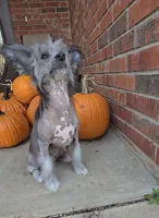 Aaron Long Star Angel, a male Chinese Crested for sale in Amarillo, TX – Photo 10 of 10