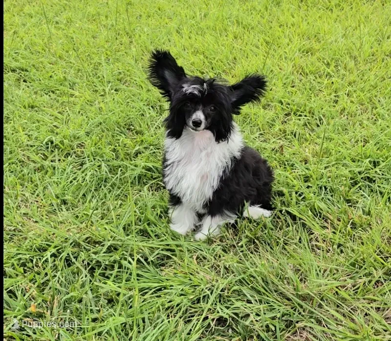 Holly Long Star Angel  – Chinese Crested puppy for sale in Amarillo, TX
