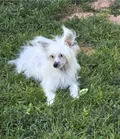 Filip Long Star Angel, a male Chinese Crested for sale in Amarillo, TX – 8 of 10
