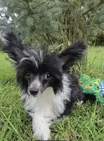 Holly Long Star Angel , a female Chinese Crested for sale in Amarillo, TX – 6 of 6