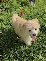 Irving Long Star Angel , a male Chinese Crested for sale in Amarillo, TX – 4 of 5