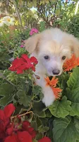 Irving Long Star Angel , a male Chinese Crested for sale in Amarillo, TX – 5 of 5