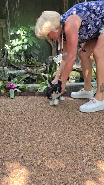 Holly Long Star Angel , a female Chinese Crested for sale in Amarillo, TX – 9 of 9