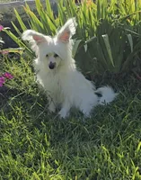 Filip Long Star Angel, a male Chinese Crested for sale in Amarillo, TX – 1 of 10