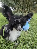 Holly Long Star Angel , a female Chinese Crested for sale in Amarillo, TX – 5 of 6