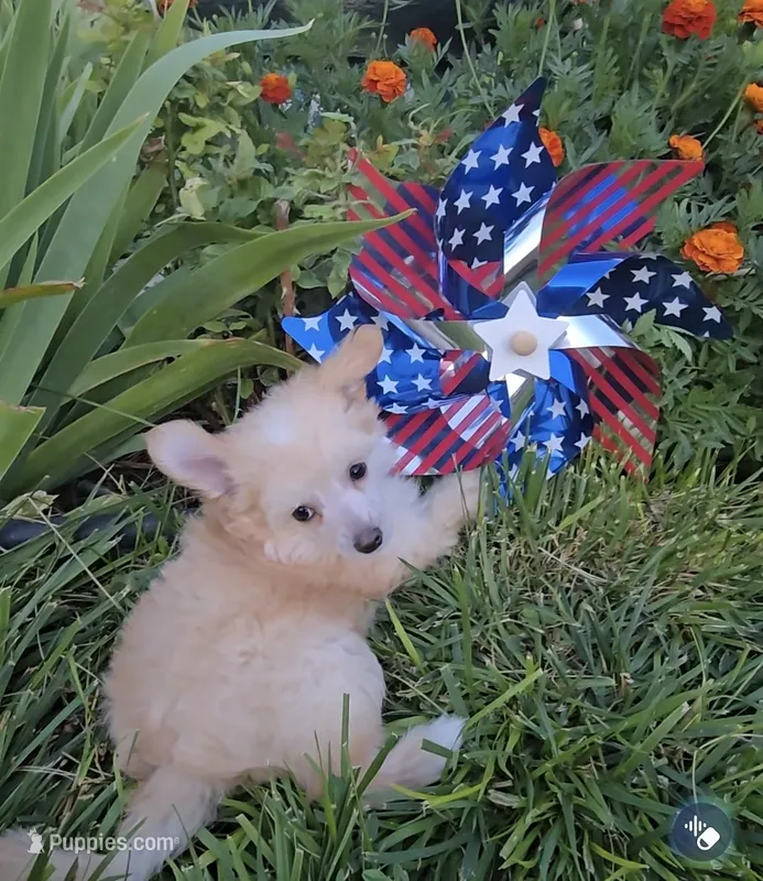 Irving Long Star Angel  – Chinese Crested puppy for sale in Amarillo, TX