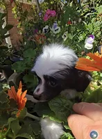 Indigo Long Star Angel , a male Chinese Crested for sale in Amarillo, TX – 3 of 6