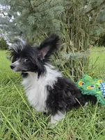 Holly Long Star Angel , a female Chinese Crested for sale in Amarillo, TX – 2 of 6