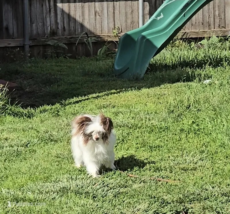Dylan Long Star Angel  – Chinese Crested puppy for sale in Amarillo, TX