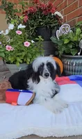 Indigo Long Star Angel , a male Chinese Crested for sale in Amarillo, TX – 8 of 10