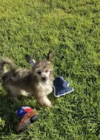 Braxton Long Star Angel , a male Chinese Crested for sale in Amarillo, TX – 5 of 7