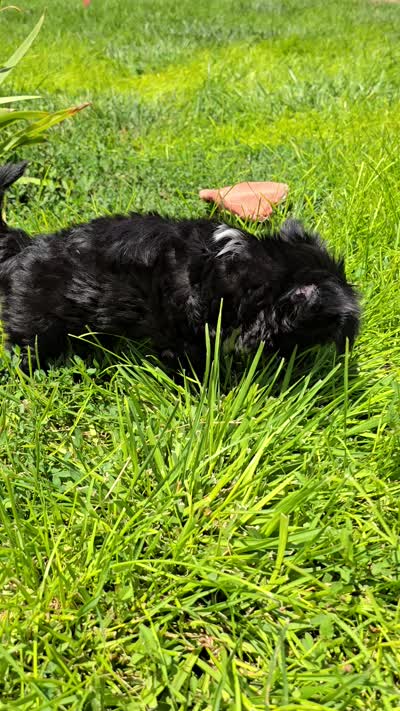 Inga Long Star Angel , a female Chinese Crested for sale in Amarillo, TX – 4 of 7