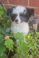 Hannah Long Star Angel , a female Chinese Crested for sale in Amarillo, TX – 2 of 5