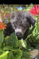Ilona Long Star Angel , a female Chinese Crested for sale in Amarillo, TX – 6 of 7