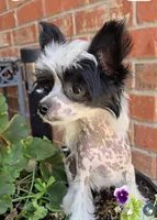 Hudson Long Star Angel , a male Chinese Crested for sale in Amarillo, TX – 2 of 5