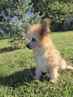 Benny Long Star Angel , a male Chinese Crested for sale in Amarillo, TX – 4 of 8