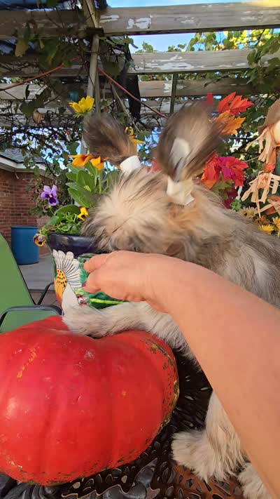 Braxton Long Star Angel , a male Chinese Crested for sale in Amarillo, TX – 3 of 7