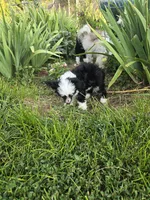 Indigo Long Star Angel , a male Chinese Crested for sale in Amarillo, TX – 5 of 6