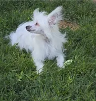Filip Long Star Angel, a male Chinese Crested for sale in Amarillo, TX – 5 of 10