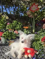 Filip Long Star Angel, a male Chinese Crested for sale in Amarillo, TX – 8 of 8